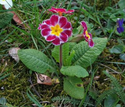 primula_vulgaris_03.jpg