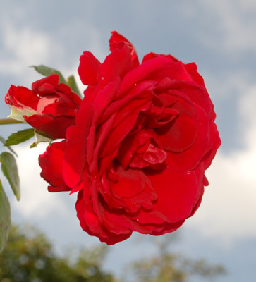 Pauls_Scarlet_Climber_0017__58625.jpg