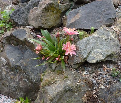 Lewisia_cotyledon_fars_2010.jpg