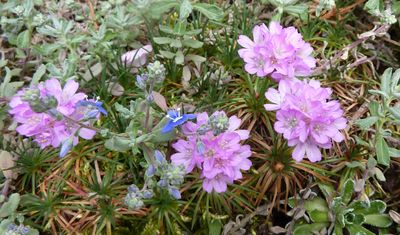 Armeria_caespitosa_fars_2010.jpg