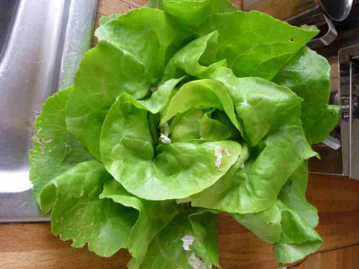salat_mai.JPG