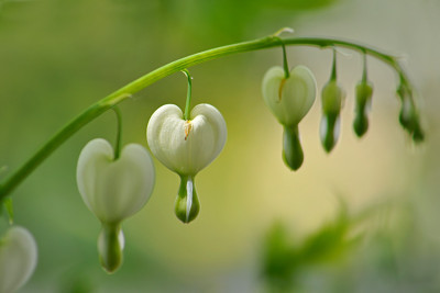 Dicentra-spectabilis-Alba-Mai0110-3.jpg
