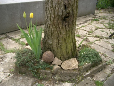 IMGP8874.JPG