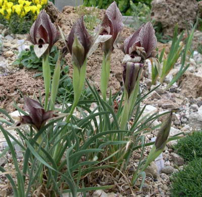 comp_Iris_acutiloba_03.05.10.jpg
