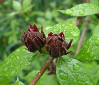 calycanthflori.jpg