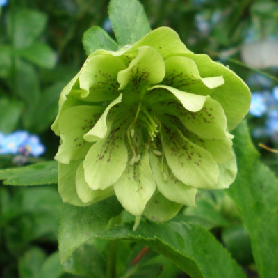 hellebunbekannt.jpg