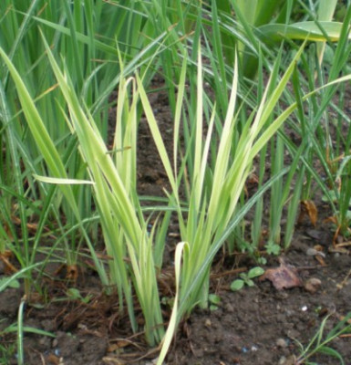 iriswelche.jpg