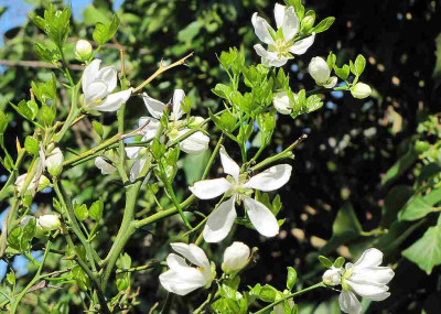 75-Poncirus-trifoliata.jpg