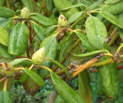 rhoyaku1.jpg