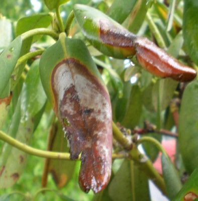 rhoyaku3.jpg