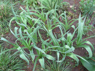 allium_welches.jpg