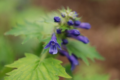 ajuga_incisa_2010.jpg