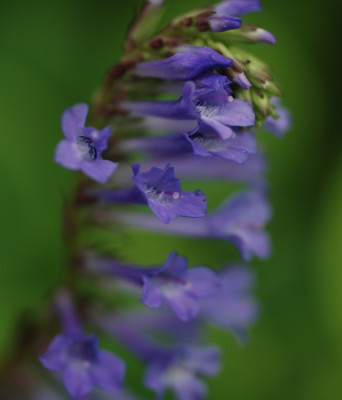 wulfenia_x_schwarzii.jpg
