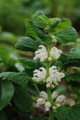 lamium_orvala_alba_2010.jpg