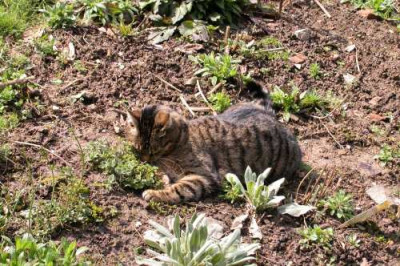 BastetNepeta1.jpg