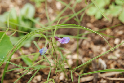 lathyrus_vernus_spring_melody_2010.jpg