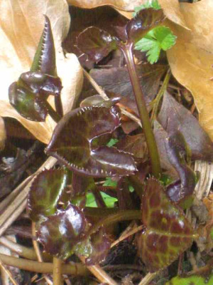 Peltboykinia_IMG_5284.JPG