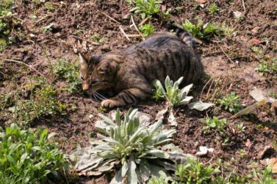 BastetNepeta2.jpg