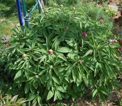 P._mollis_0010__64015.jpg