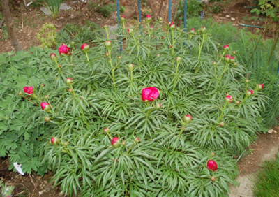 Paeonia_x_smouthii_0010__64141.jpg