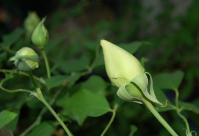 Marechal_Niel_0010_64147.jpg