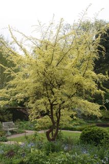 Ulmus_p.jpg