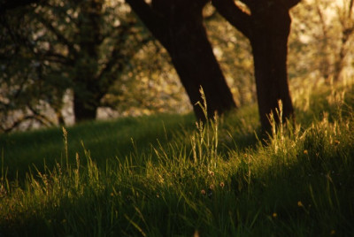 abend_in_der_streuobstwiese01.jpg