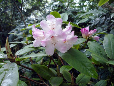 Kopie_von_040520102304C.adenosum_R18228_pink.jpg
