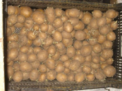Saatkartoffeln__10.jpg
