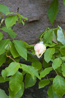 MaNie_2010-05-03b.jpg