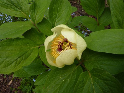 Paeonia_daurica_ssp._wittmanniana_fars_2010.jpg