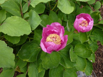 Paeonia_daurica_ssp._mlokosewitschii_fars_2010.jpg