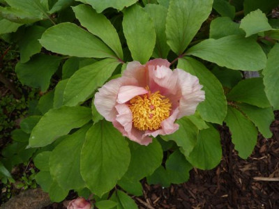 Paeonia_daurica_Saemling_fars_2010.jpg