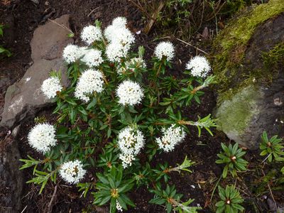 Rhododendron_groenlandicum_2_fars_2010.jpg