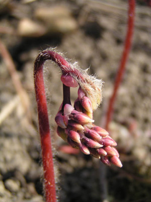 epimedium_etwas_spaeter.jpg