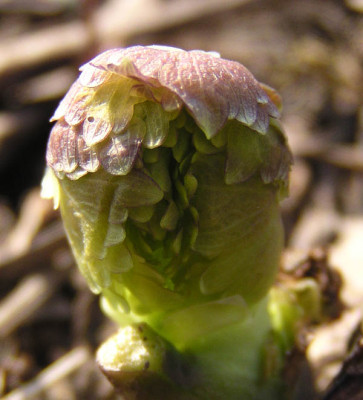 thalictrum_aquilegifolium_neu.jpg