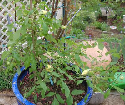 Marechal_Niel_0011_64246.jpg