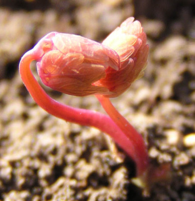 anemonella_thalictroides_klein.jpg