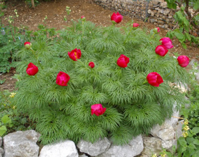 Paeonia_tenuifolia_0010__64232.jpg