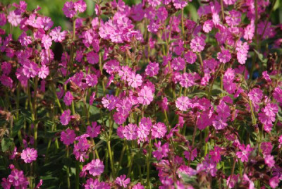 silene_dioica_viele.jpg