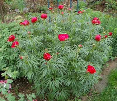 Paeonia_x_smouthii_0010__64189.jpg