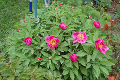Paeonia_mollis_0010__64190.jpg