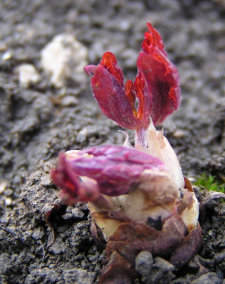 geranium_maculatum_espresso.jpg