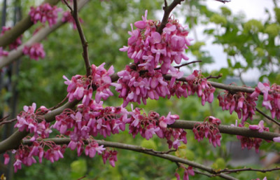 Cercis_siliquastrum_0010__64270.jpg