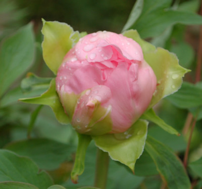 Jeanne_dArc_0010__64216.jpg