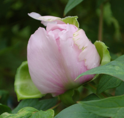 Fen_Jin_Yu_P_64222_95.jpg