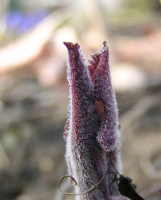 phlomis_tuberosa.jpg