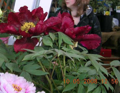 DSCN8177_evas_versuchung.jpg