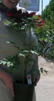 DSCN8179_ha_-_erlegen.jpg