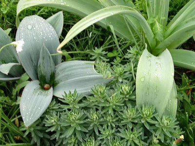 Allium_karataviense-axe.jpg